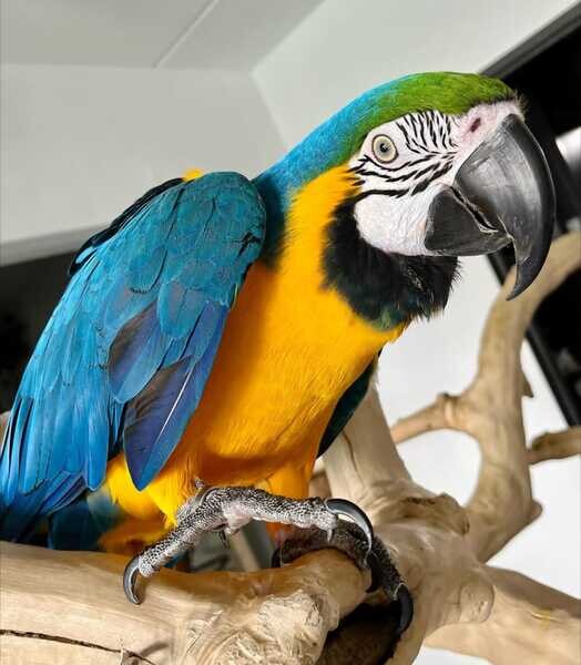 Fully Tested Blue And Gold Macaw Parrots For Sale