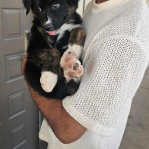 Husky Labrador | PostAds PH
