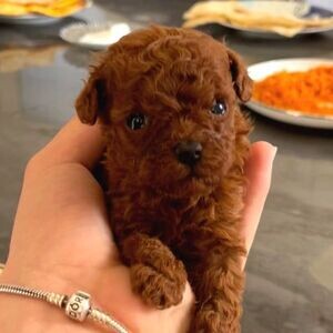 Toy Poodle Puppies WhatsApp:+63-9455-189-371 Viber:+63-9455-189-371 | PostAds PH