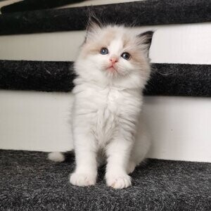 Home Raised Ragdoll Kittens | PostAds PH