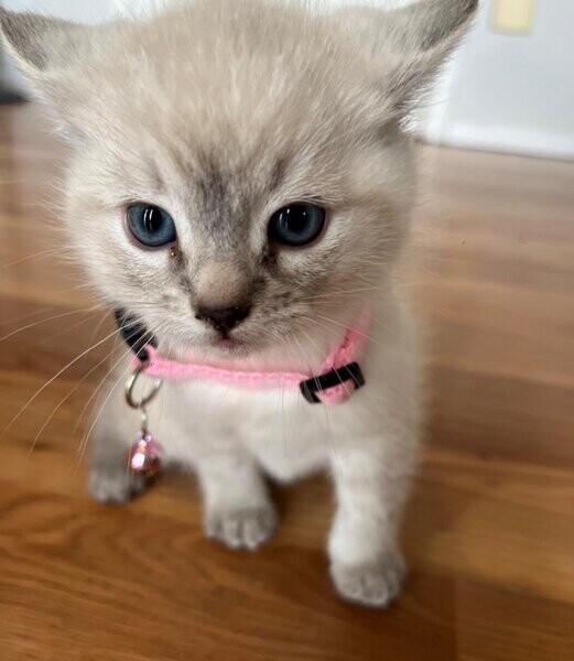 Lynx Blue Point Siamese