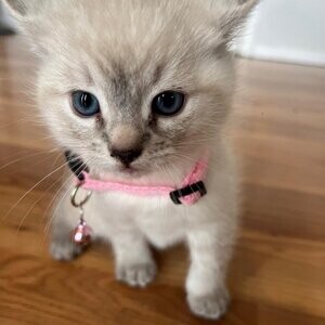 Lynx Blue Point Siamese | PostAds PH