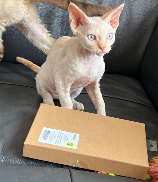 Devon Rex enregistrés