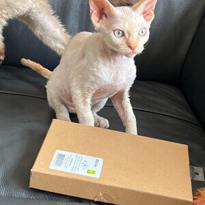 Devon Rex enregistrés | PostAds PH