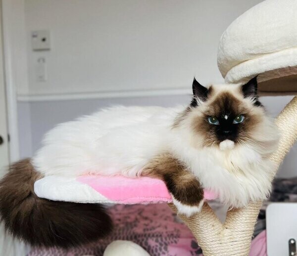 Chatons Ragdoll Pure race ❤️et Scottish pure race❤️