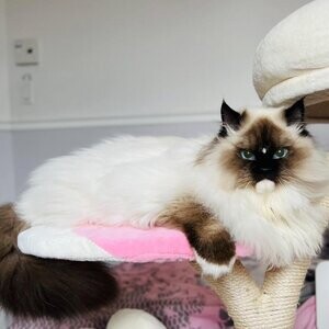 Chatons Ragdoll Pure race ❤️et Scottish pure race❤️ | PostAds PH