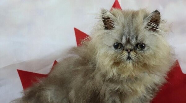 NOW ONLY 4 MALE PERSIAN KITTEN LEFT
