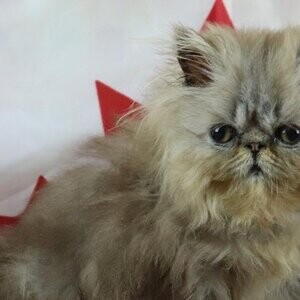 NOW ONLY 4 MALE PERSIAN KITTEN LEFT | PostAds PH