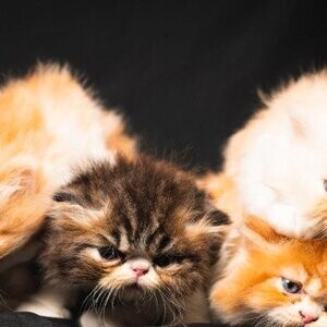 Purebred Persian Kittens looking for their forever home | PostAds PH