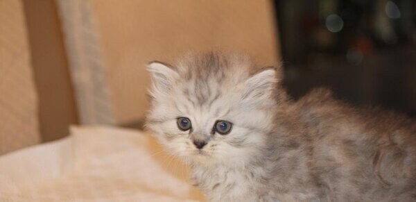 Just In Time For Easter. Silver Shaded Purebred Persian Kittens