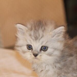 Just In Time For Easter. Silver Shaded Purebred Persian Kittens | PostAds PH