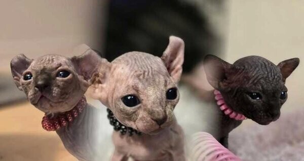 Chatons sphynx