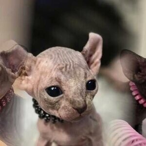 Chatons sphynx | PostAds PH