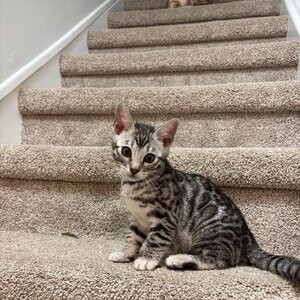 Last two TICA Registered Bengal kittens ! | PostAds PH