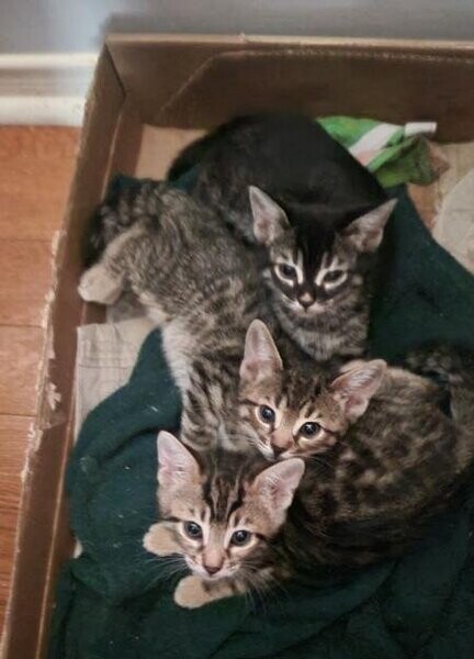 BENGAL KITTENSsss