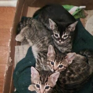 BENGAL KITTENSsss | PostAds PH