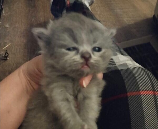 Persian Himalayan Kittens