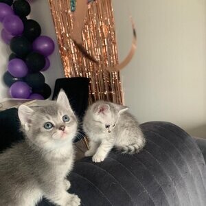 BritishShorthairKittensc | PostAds PH