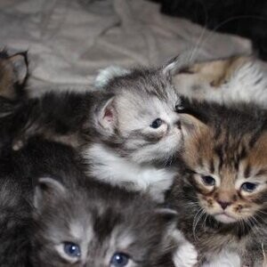 Purebred Maine Coon Kittens for Sale | PostAds PH