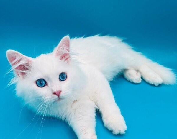 HypoallergenicTICA Siberian kitten.