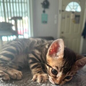 Three Beautiful Bengal Kittens available. | PostAds PH
