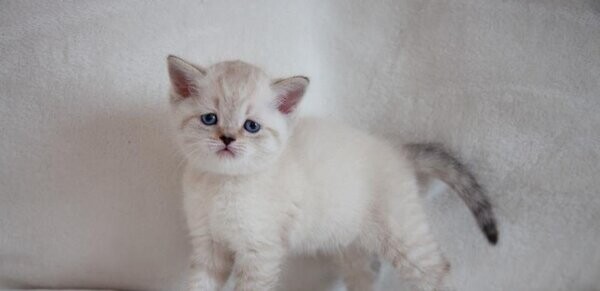 Scottish fold & Scottish straight
