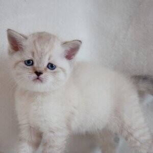 Scottish fold & Scottish straight | PostAds PH