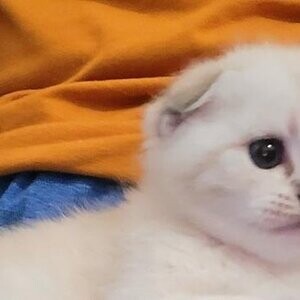 Ragdoll Scottish Fold Kittens | PostAds PH