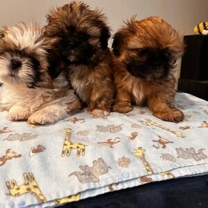 Three purebred Shih Tzu puppies | PostAds PH