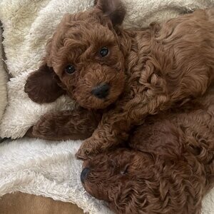 TOY POODLE PUPPIES | PostAds PH