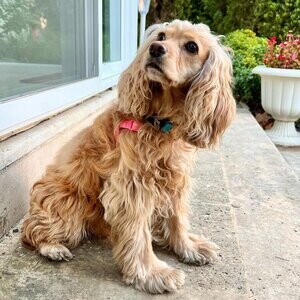 Male Cocker Spaniel | PostAds PH