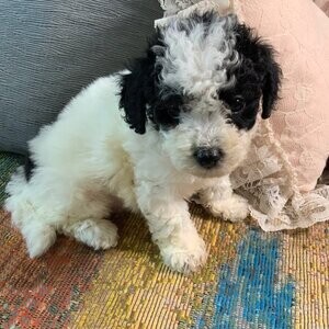 Maltipoo Puppies For sale | PostAds PH