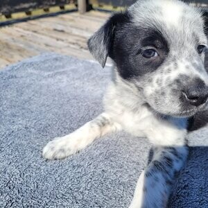 Border Heeler/King Shepherd puppies ready to go soon! | PostAds PH