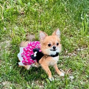 petite femelle chihuahua 3 ans 4 lbs stérélisée Enr . Ckc | PostAds PH