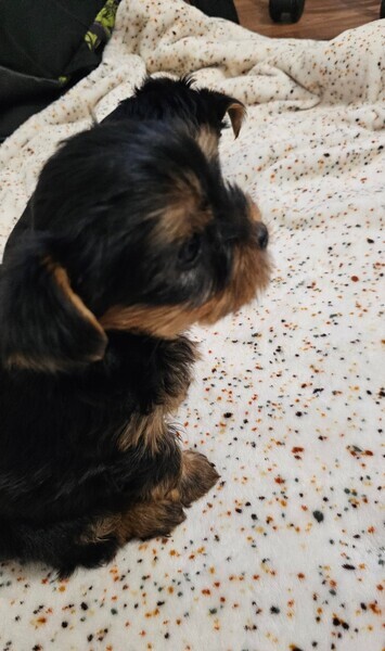 2 Male ,1 female Miniature Yorkshire puppies