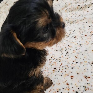 2 Male ,1 female Miniature Yorkshire puppies | PostAds PH