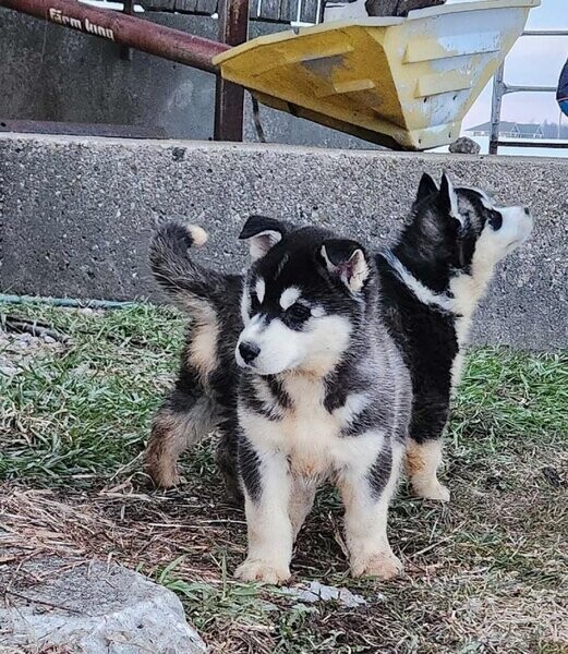Siberian Husky Puppies - Ready to go