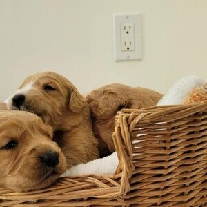 Golden Retriever puppies | PostAds PH