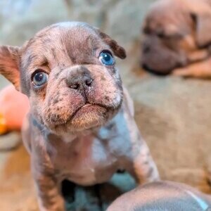 Blue merle / fawn french bulldog puppies for sale ( 8 weeks) | PostAds PH