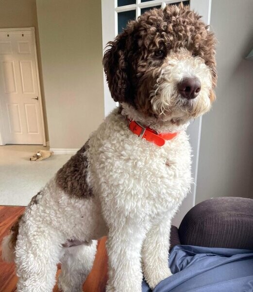 Labradoodles Nova Scotia is expecting puppies