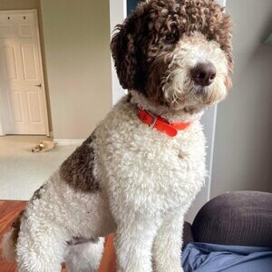Labradoodles Nova Scotia is expecting puppies | PostAds PH
