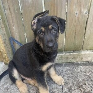 German shepherd puppies | PostAds PH