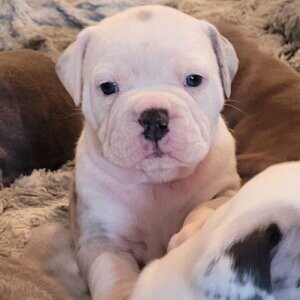 English bulldogge | PostAds PH