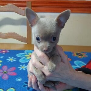 Chihuahua , très petit bébé , femelle de couleur rare !!! !!! | PostAds PH