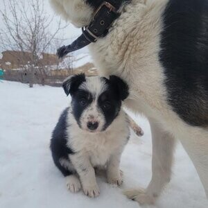 Border Collie puppies for sale | PostAds PH