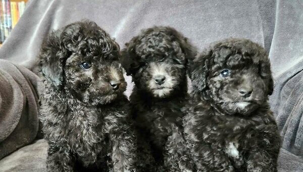 Adorable Silver Toy Poodles