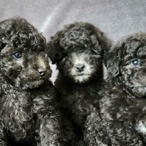 Adorable Silver Toy Poodles | PostAds PH