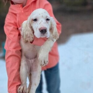 English Setter puppies | PostAds PH
