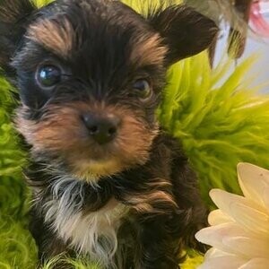 Adorable Tiny Yorkies 3 boys | PostAds PH