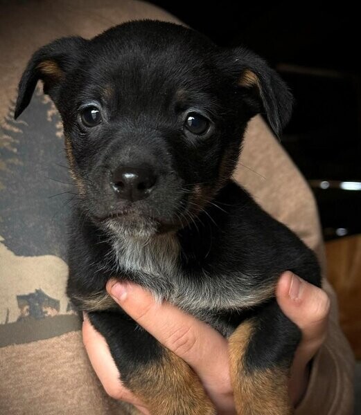 Chocolate Heeler Black Lab Puppies